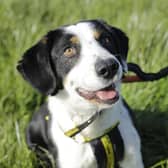 Charlie's most favourite thing in the world is a tennis ball! He would play all day long if allowed.  Charlie is looking for active owners who enjoy plenty of play time outdoors