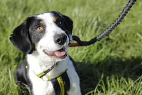 Charlie's most favourite thing in the world is a tennis ball! He would play all day long if allowed.  Charlie is looking for active owners who enjoy plenty of play time outdoors