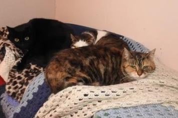 Crosskennan Animal Sanctuary appeal for help to replace Cattery