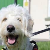 Labradoodle Daisy is an absolutely gorgeous girl, who loves to get out and go on new adventures. She will happily hop into the car for road trips. Daisy really enjoys going for walks where she can explore a new environment and have a good sniff