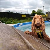 "Daisy" cools down at Dogs Trust in Finglas, where the charity have installed a swimming pool to keep their resident canines cool throughout the warm weather. Photograph: ©Fran Veale