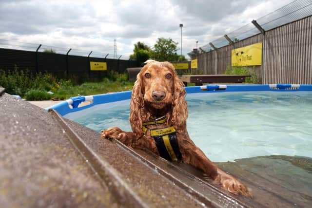 "Daisy" cools down at Dogs Trust in Finglas, where the charity have installed a swimming pool to keep their resident canines cool throughout the warm weather. Photograph: ©Fran Veale