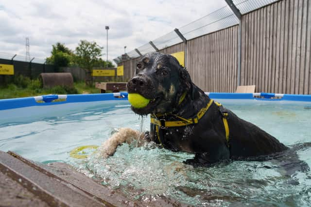 “Emma” enjoying a dip. Photograph: ©Fran Veale