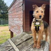 Terrier cross Freya  is a young, energetic pooch. She enjoys getting out for walks and loves to play. She also loves her food, enrichment games and working for a tasty treat.  Freya is looking for a home with owners who are going to be around for most of the day.