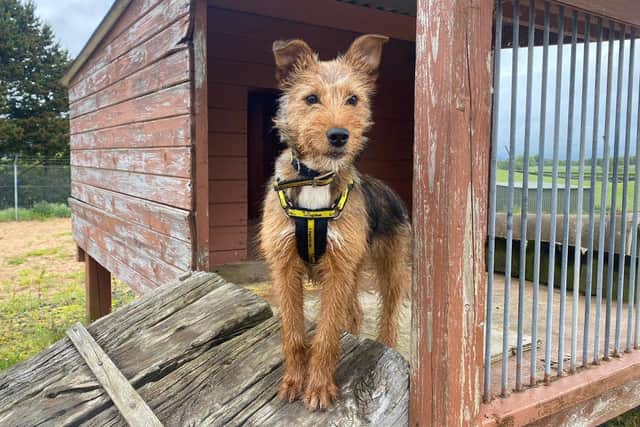 Terrier cross Freya is a young, energetic pooch. She enjoys getting out for walks and loves to play. She also loves her food, enrichment games and working for a tasty treat. Freya is looking for a home with owners who are going to be around for most of the day.