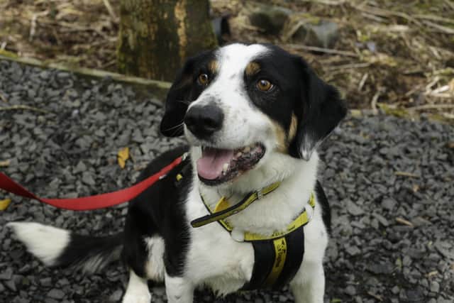 Collie/Spaniel Cross Charlie is a brilliant boy who is full of energy with so much love to give. His favourite thing is playing with a tennis ball and so loves to play fetch. He also enjoys getting into the water for a good splash about
