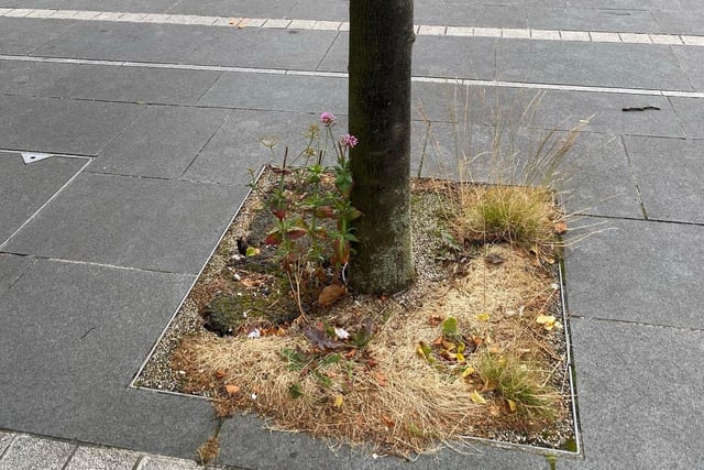 Weeds in  Lurgan town centre. Upper Bann MP Carla Lockhart has complained about the state of the town centres in Portadown and Lurgan, Co Armagh.