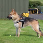 German Shepherd Beau lives up to her name being such a gorgeous girl. Beau loves a tasty treat, her toys and playing fetch  She enjoys going on walks and is curious in new environments