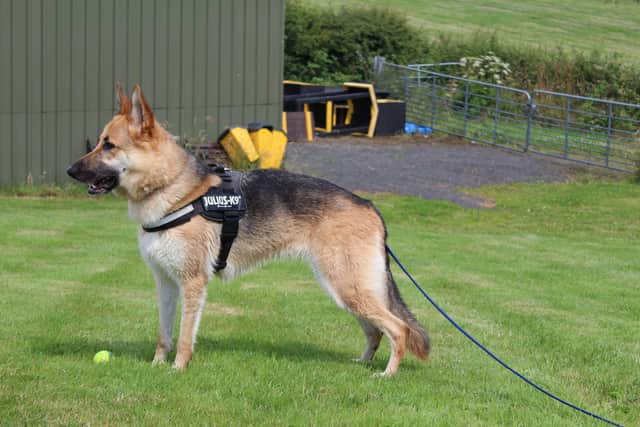 German Shepherd Beau lives up to her name being such a gorgeous girl. Beau loves a tasty treat, her toys and playing fetch  She enjoys going on walks and is curious in new environments