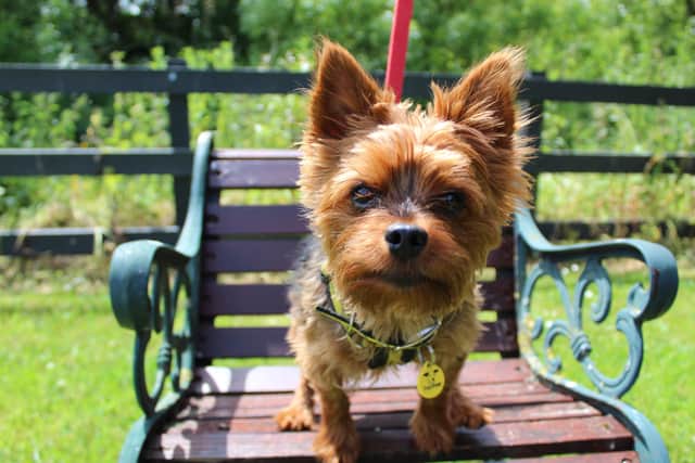 Yorkshire Terrier Max is a friendly little dog who loves meeting new people. Max is housetrained and can live with another doggy companion if they don't mind him being a little boisterous