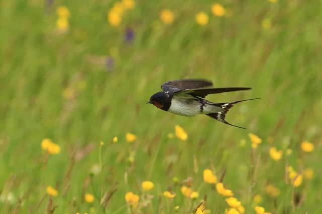 Swallow swooping over Slievenacloy. Pic by Ronald Surgenor