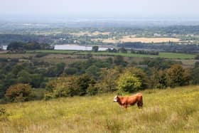 Moiled cow at Slievenacloy, Pic by Jonathan Clarke