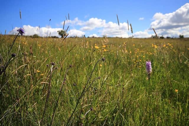 Orchids and wildflowers at Slievenacloy. Pic by Ronald Surgenor