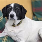 Spaniel Cross Hollie  is a super sweet girl who enjoys the quiet life and home comforts. She likes to play fetch with a tennis ball but equally enjoys a snooze in her den which carers have made for her. She can appearshy on first meeting but soon shows her loving nature especially if you have a treat to temp her