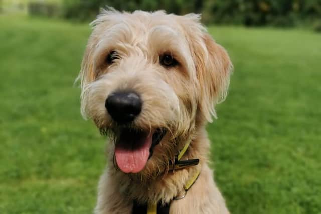 Labrador/Poodle cross Toby  is a handsome, young labradoodle who loves to play with a tennis ball. He’s keen on tasty treats which is very useful for his training. He loves getting attention from his favourite humans and is an affectionate boy once he gets to know you.