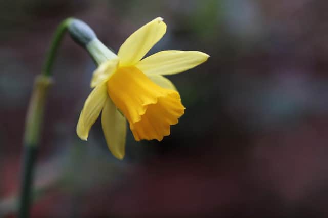 Daffodils - a sign of spring
