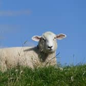 Spring sunshine across Northern Ireland