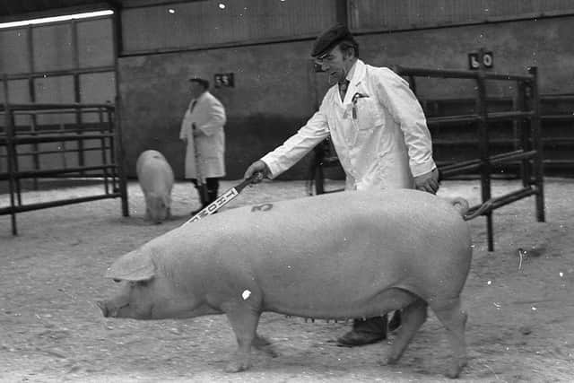 Mr Cyril Millar  from Glenleary, Coleraine, with his Landrace supreme champion gilt at the breed show and sale at Ballyclare in April 1980. Picture: Farming Life archives