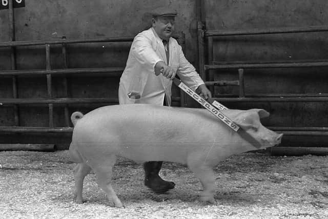 Mr Hubert Gabbie from Crossgar with his Landrace boar which was judged best male at the breed show and sale at Ballyclare in April 1980. Picture: Farming Life archives