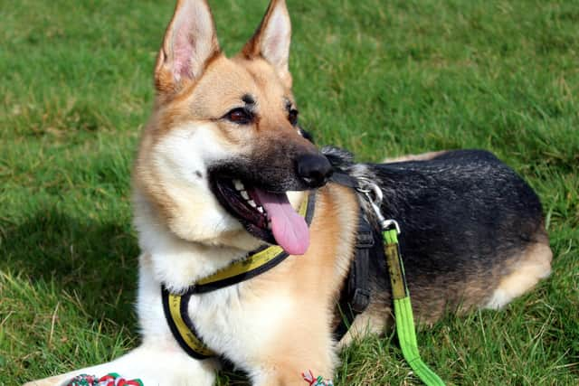 Beau is a stunning dog who still acts like a big puppy.