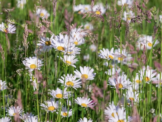 The wildflower meadow will be replanted with local native wildflowers and grasses as part of the project.  Image by Couleur from Pixabay