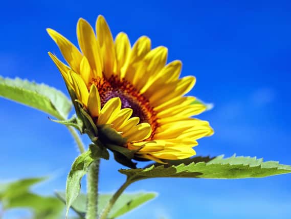 The popular Mid and East Antrim In Bloom Tallest Sunflower Competition is taking place later this year. Image by Couleur from Pixabay