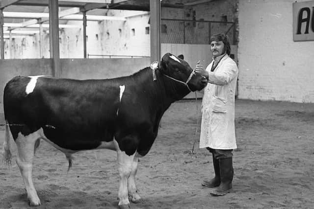 The Friesian champion bull at the Automart Spring Show and Sale at Portadown in April 1980 was exhibited by Robert Mulligan, Banbridge. At the halter is Norman Hutchinson. Picture: Farming Life archives