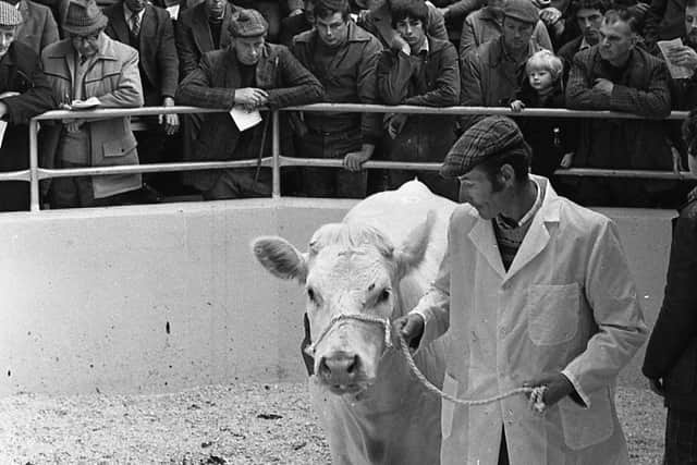 One of the pedigree cows is led into the ring for auction t the Automart Spring Show and Sale at Portadown in April 1980. Picture: Farming Life archives