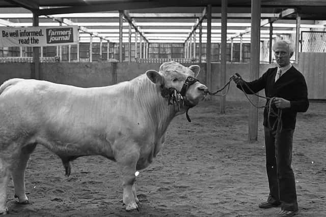The Charolais champion bull at the Automart Spring Show and Sale at Portadown in April 1980 was shown by Samuel McIlwaine, Enagh Farm, Londonderry. Picture: Farming Life archives