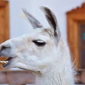 Derek recalls how an escaped llama caused great drama.