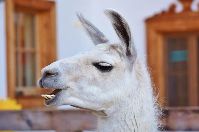 Derek recalls how an escaped llama caused great drama.