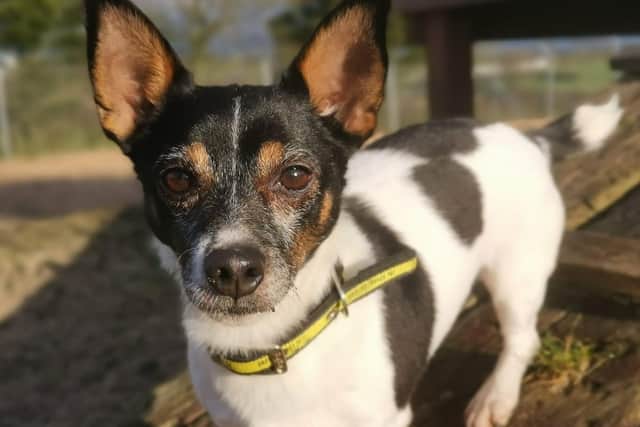 Jack Russell Milo loves his toys and a good cuddle on the sofa with his favourite humans