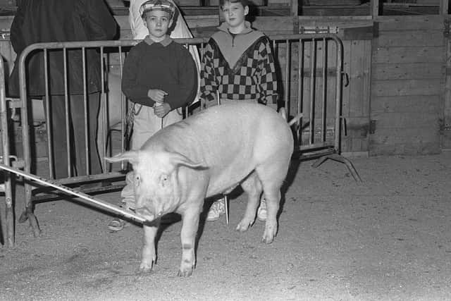 Andrew and John Overend with the champion Landrace at the show and sale of pedigree pigs which was held at Balmoral in March 1991. The animal was exhibited by Robert Overend of Bellaghy. Picture: Farming Life archives