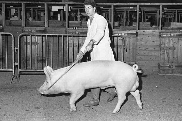 William Gabbie from Crossgar with the reserve champion Large White at the show and sale of pedigree pigs which was held at Balmoral in March 1991. Picture: Farming Life archives