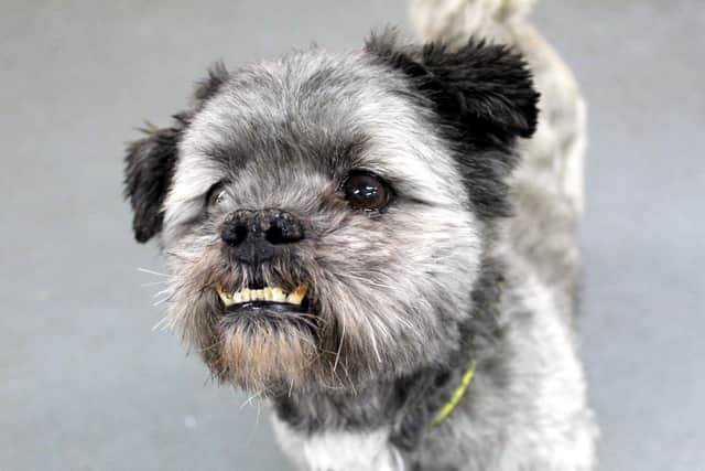 Jack, an 11-year-old Lhasa Apso, who was adopted recently