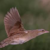 Four calling male corncrakes have been recorded on Rathlin Island for first time since the late ‘70s / early ‘80s