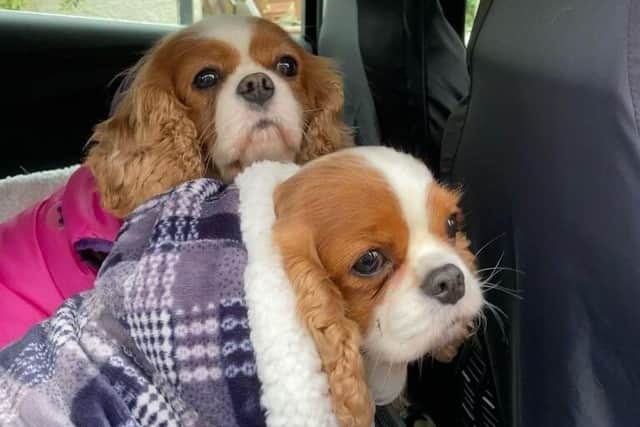 Adele from Richhill's Cavalier King Charles Spaniels, Lola and Baby B.