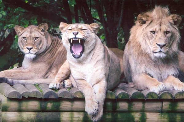 ‘Exuberant Portrush youngsters were let loose amongst the Zoo’s wildlife’