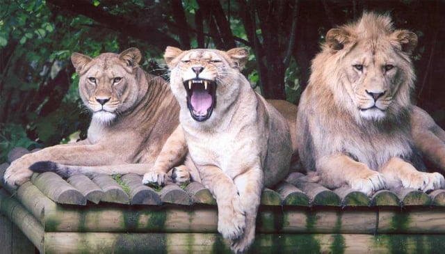 ‘Exuberant Portrush youngsters were let loose amongst the Zoo’s wildlife’