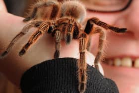 A Mexican redknee tarantula