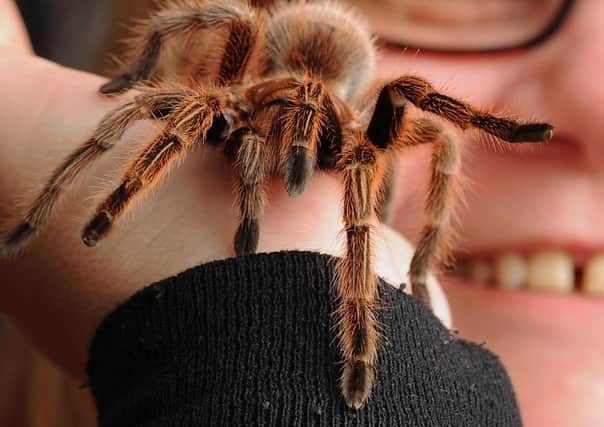 A Mexican redknee tarantula