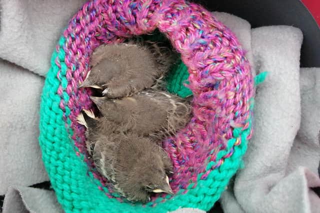 The little birds are now safe and well