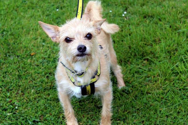 Chihuahua Tessa is a dog who loves her home comforts and would like to find a potential owner who will be around most of the day