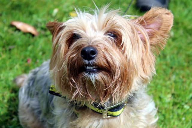 Yorkshire Terrier Heidi is dog who loves her home comforts and human companionship