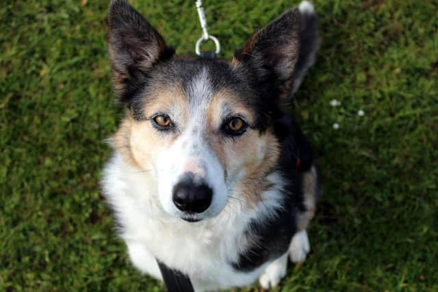 Penny is a six-year-old Border Collie looking for a loving family. She adores people and loves a good game of football