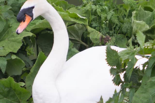 Council staff and Debbie of Debbie Doolittle’s Wildlife Sanctuary are working to treat the swan.