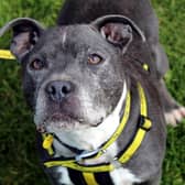 Staffordshire Bull Terrier Hunter is an extremely affectionate and playful boy with plenty of energy