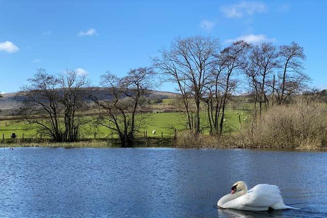 A swan swims at Kilwaughter Lake with Agnew's Hill in the background.