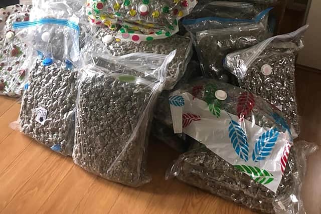 A major haul of cannabis seized by police in Belfast last year.