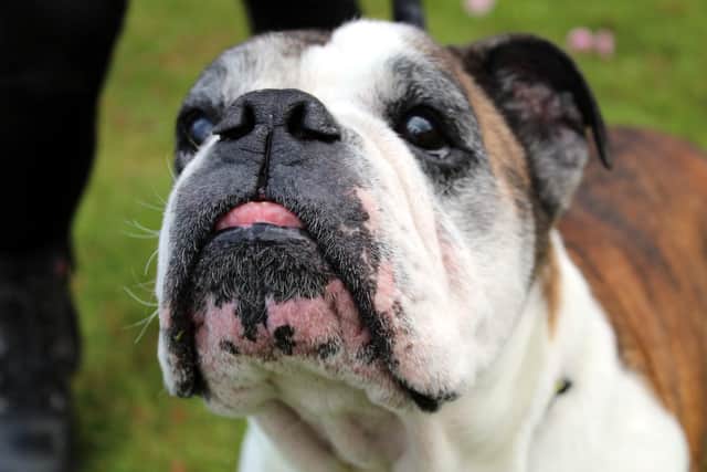 Roxy is an adorably sweet little seven-year-old Bulldog who is devoted to her human companions
